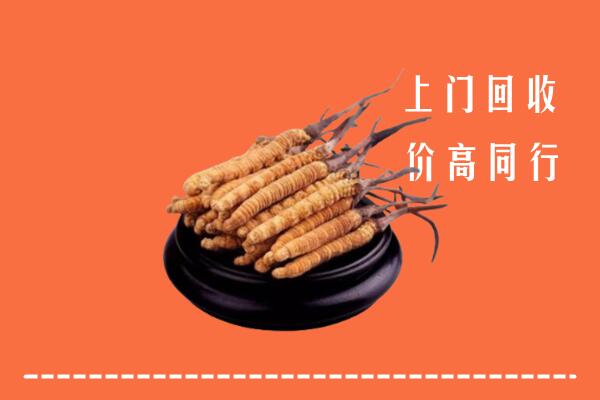 白河县回收散虫草
